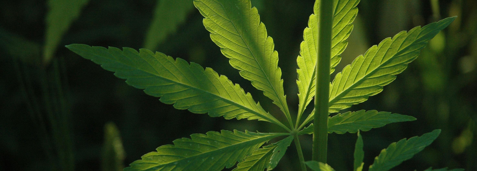 Глянцевые пакеты CBD