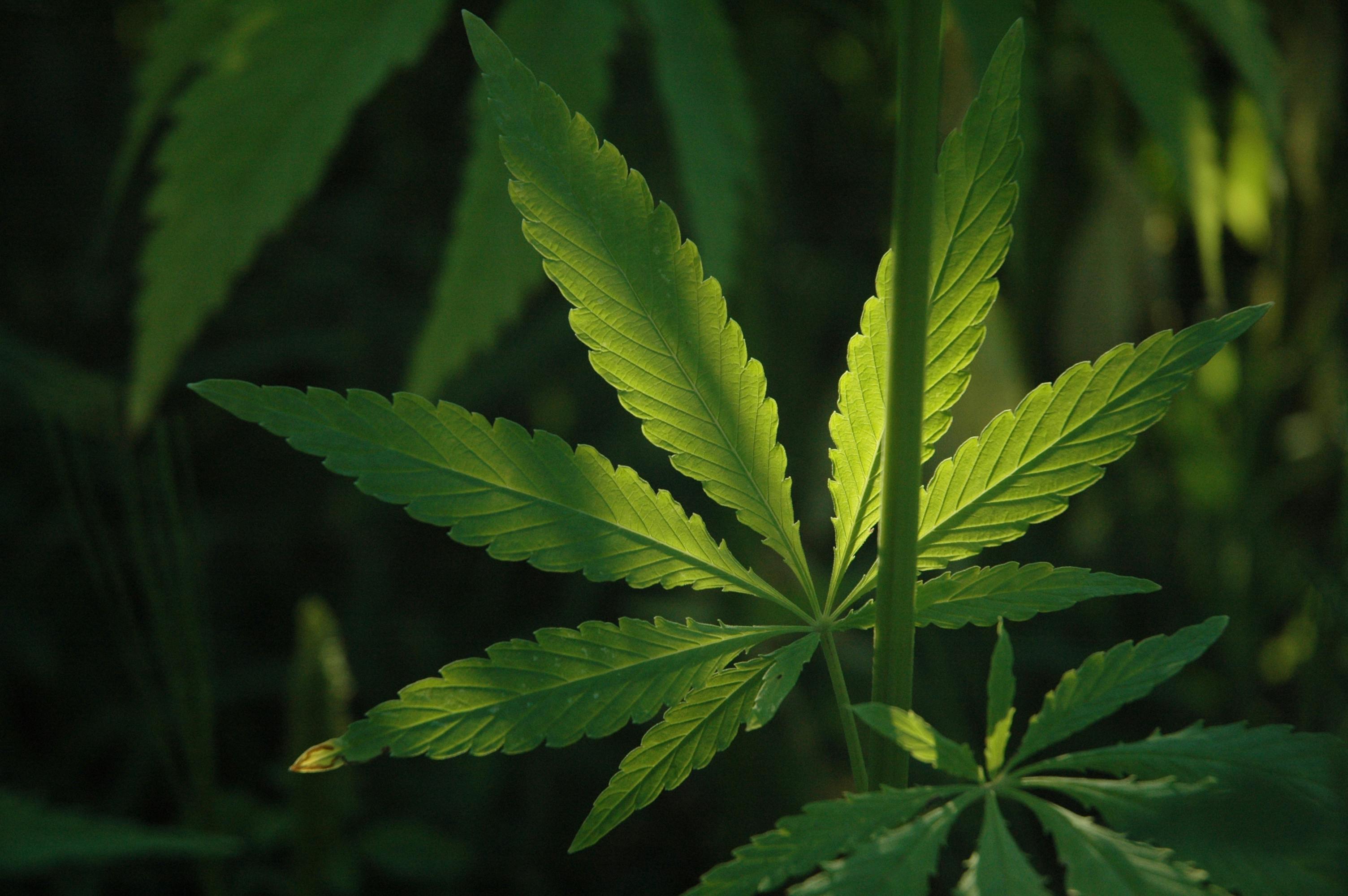 Сумки для пищи на молнии