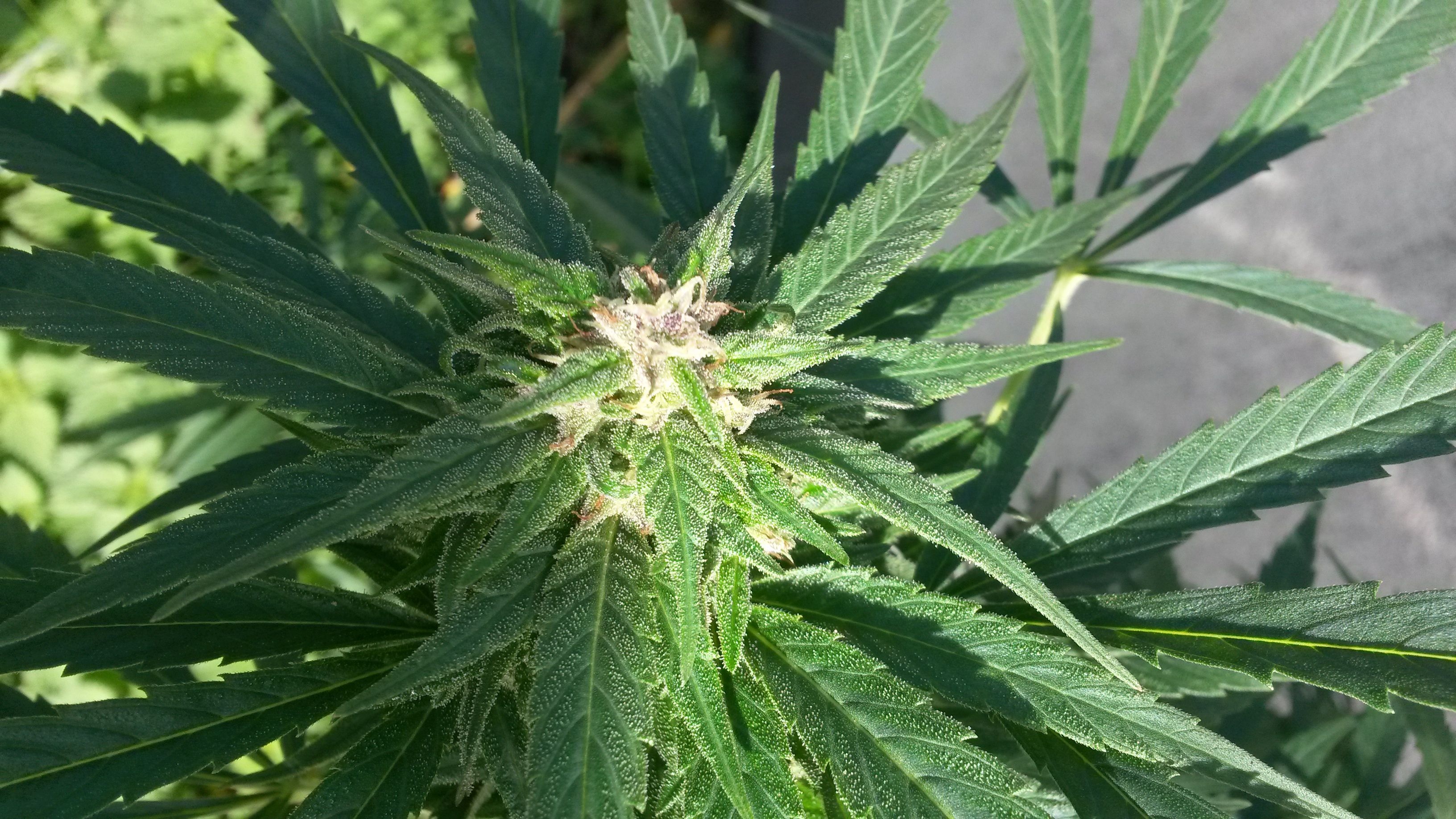 Упаковка экзотических сортов конопли